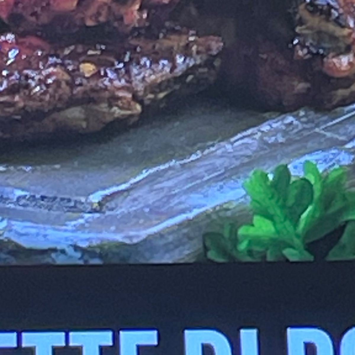 Piatto Alette Di Pollo