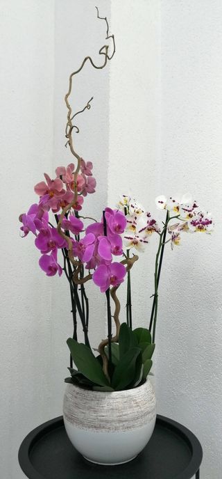 Aranjament plante Phalaenopsis heaven