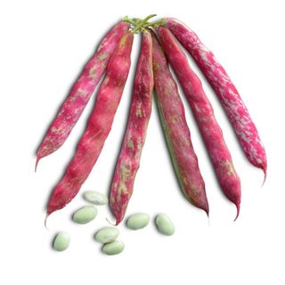 Haricot Grenier 500g