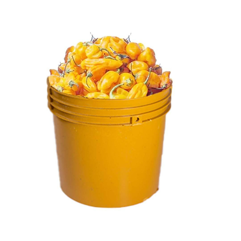 Deseeding Pepper - Tatase Grade A (Half Paint Bucket, 750G)