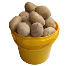 Potato - Irish 1 Paint Bucket (4Kg)