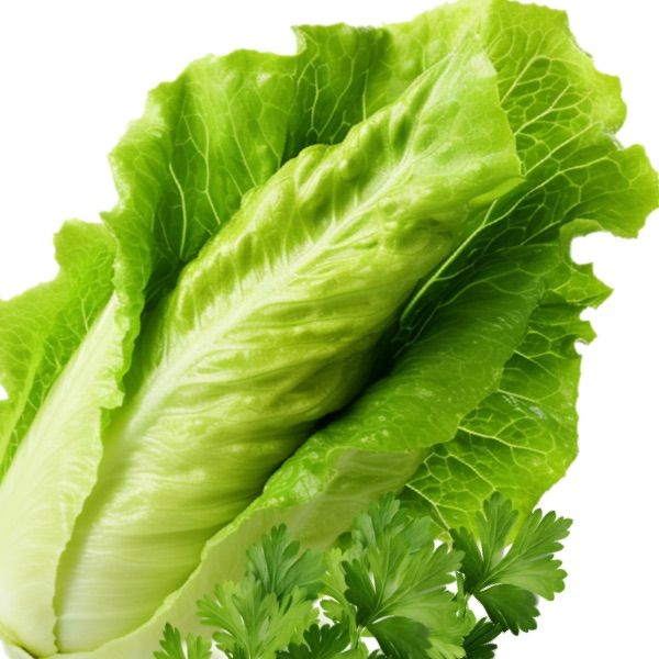 Salades et Herbes Fraiches.