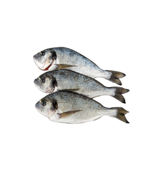 Daurade Semi-Élévage Moyen Calibre