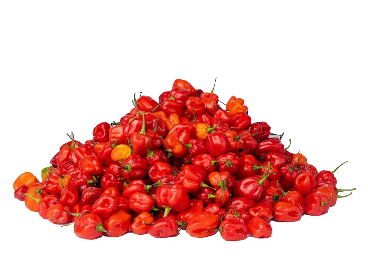 Blend Pepper - Tatase Grade A (Half Bag (12.5Kg))