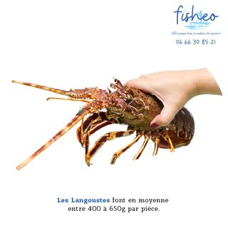 Langouste vivante (400g)