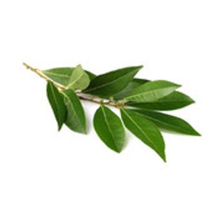 Feuille de laurier botte