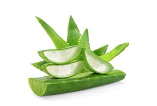 Aloe Vera Plant, 3 pieces