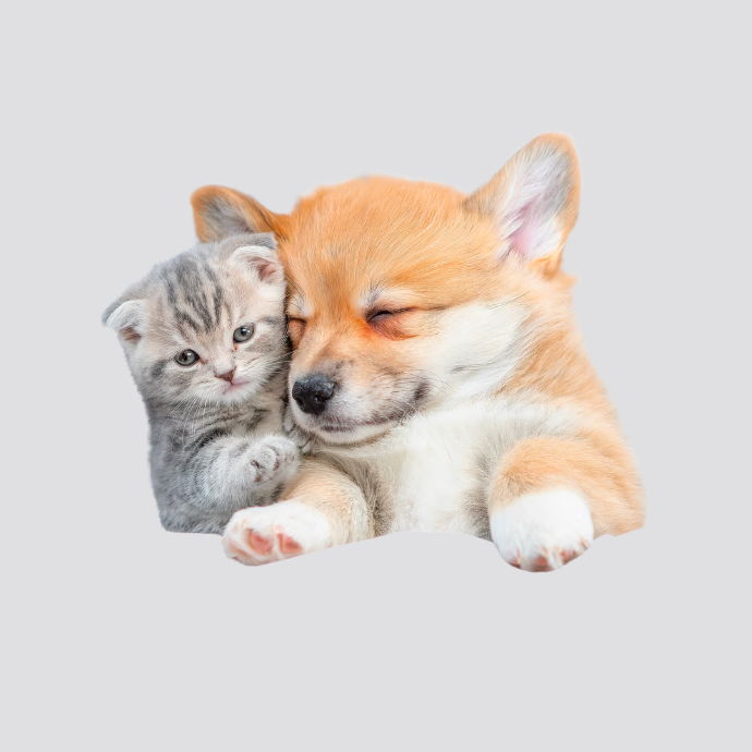 Animalerie.