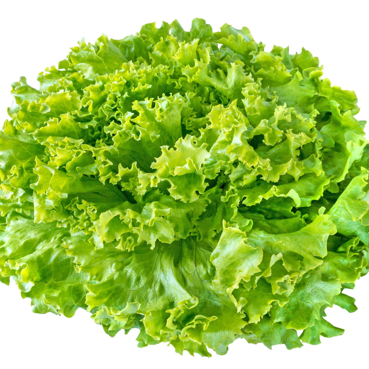 Salades frisées - explosion de saveurs