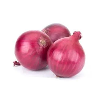 Oignon rouge 1Kg - FILIERE M