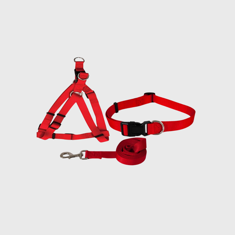 Collier Laisse et Harnais