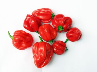 Red Habanero 100g