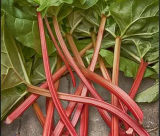 RHUBARB