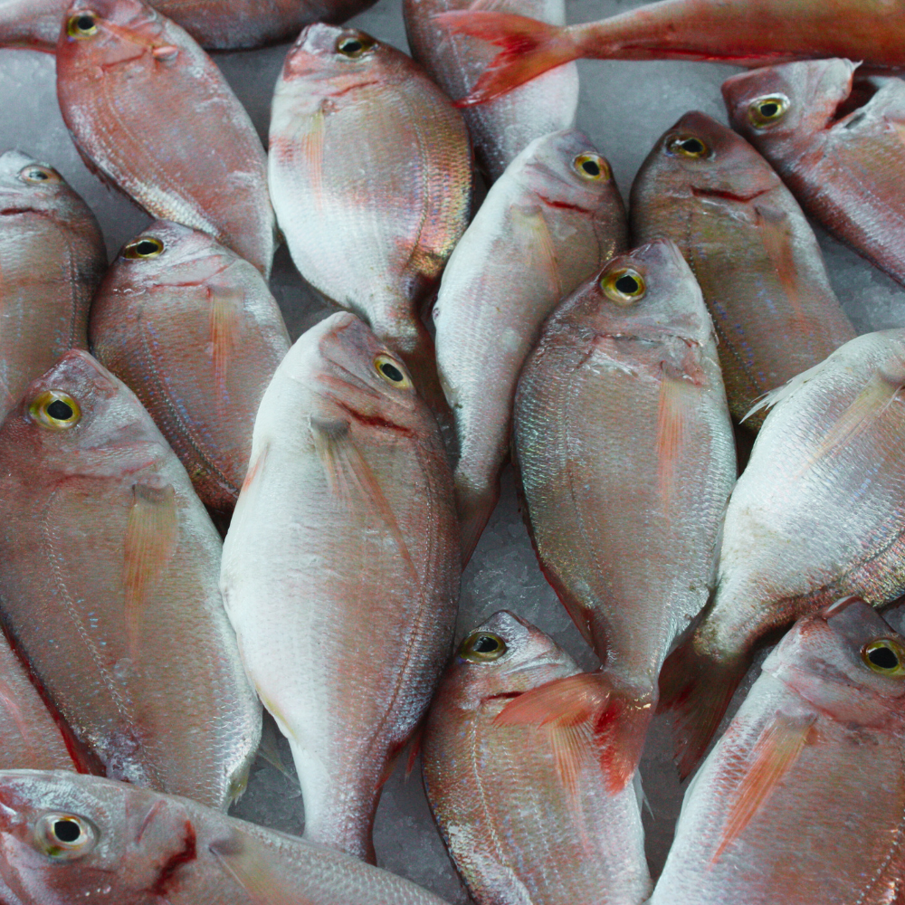 Poisson Corb corbeau de mer-1KG
