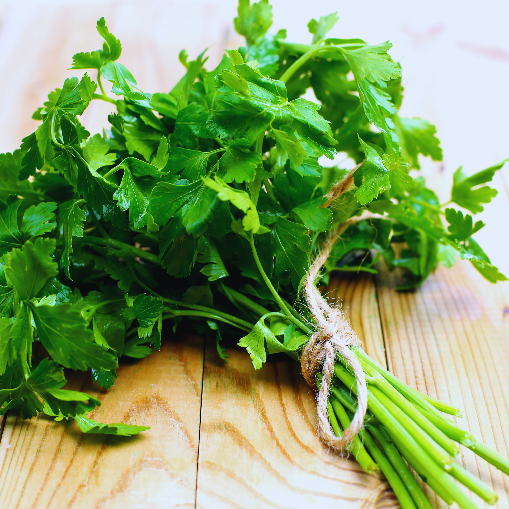 Bouquet de Coriandre Fraîche: Saveur Vibrante en Cuisine