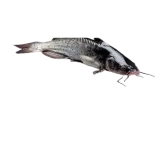 Catfish Per KG