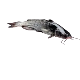 Catfish Per KG