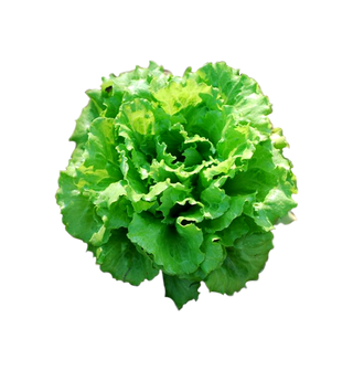 Salade batavia  - 000