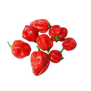 Pepper Rodo 200g