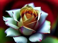 Sunshine Beautiful Flowers Rose 65G