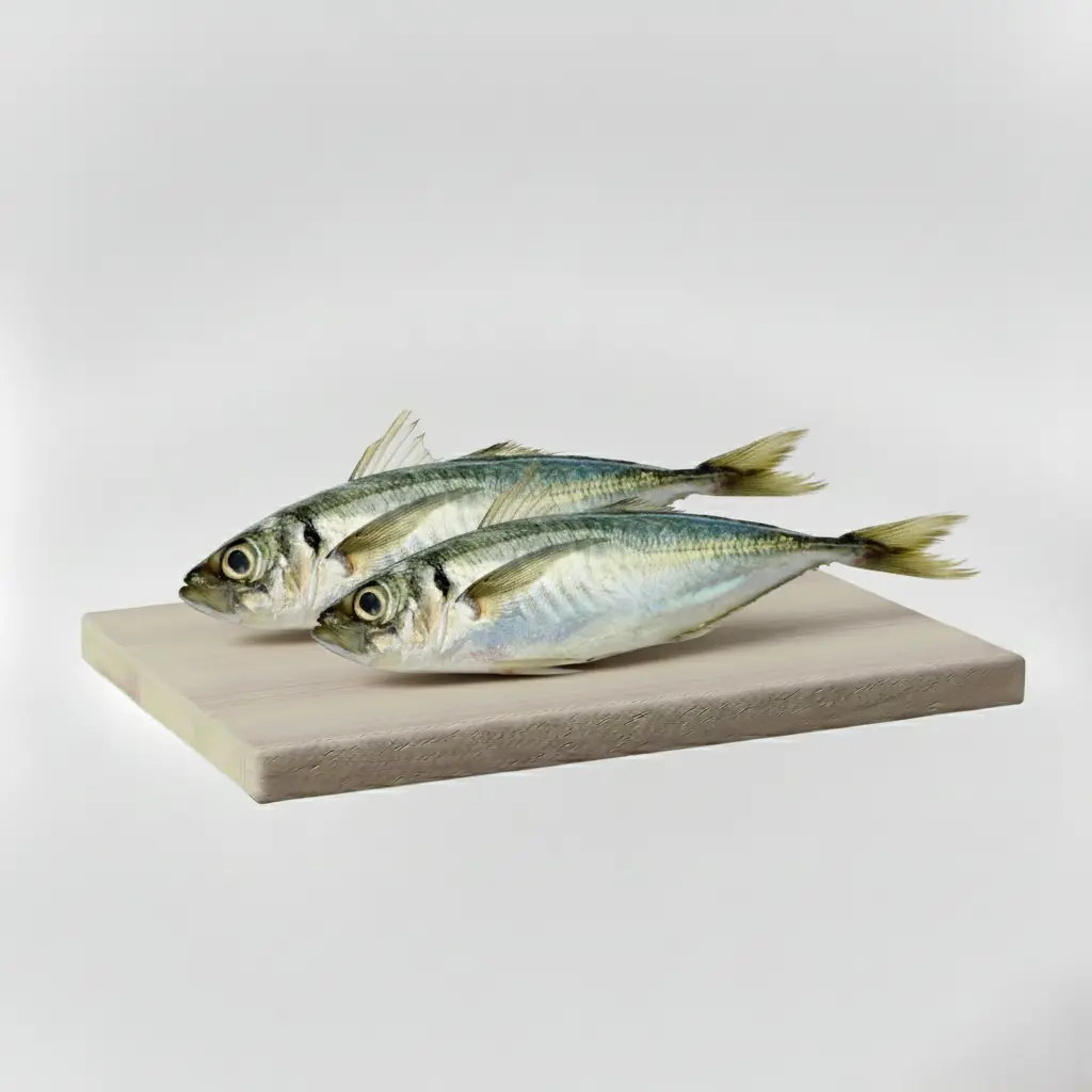 Chinchard ®