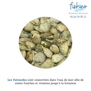 Palourdes fraiches (500g)