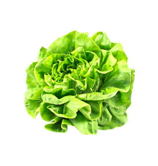 lettuce