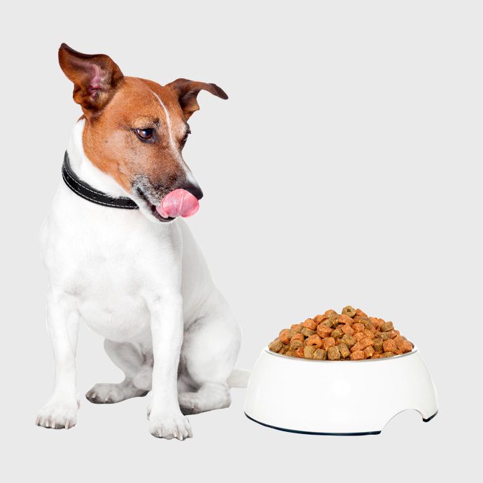 Dog Food & Accessories