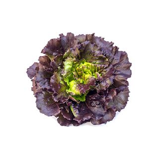 Salade Feuille de Chêne Rouge à la Pièce.