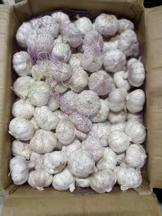 Garlic Imported