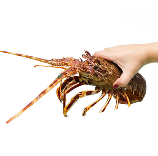 Langoustine (500g)