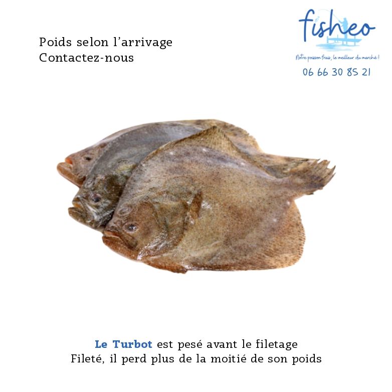 Turbot (+1kg)
