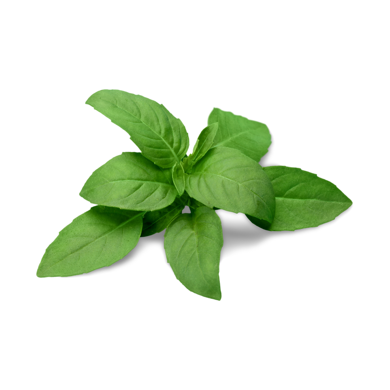 Basilic (sans résidus)