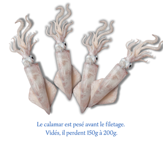 Calamar entier 500g
