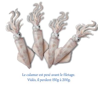 Calamar entier 500g
