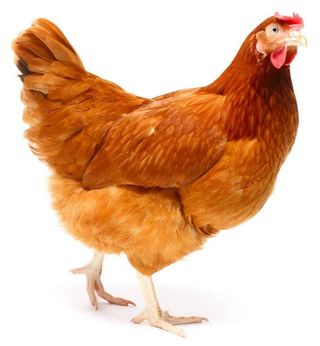 Local Hen, Single Pack