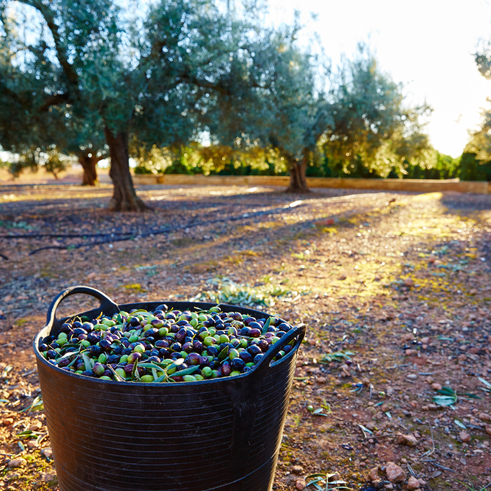 Olive Meslalla Fès - 200 g