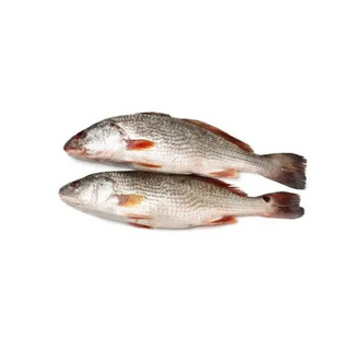 Fresh Croacker Fish, 1kg