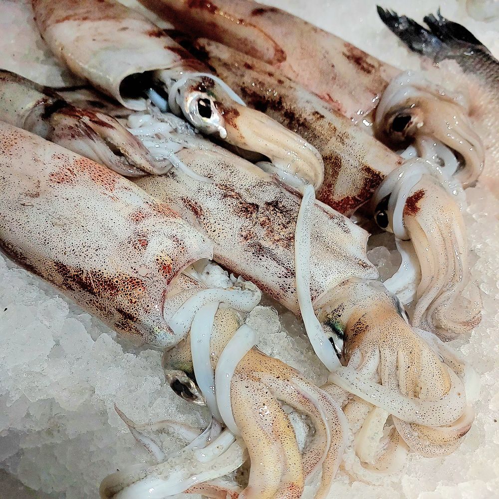 Fruits de Mer, Coquillages.