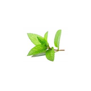 Menthe 1botte