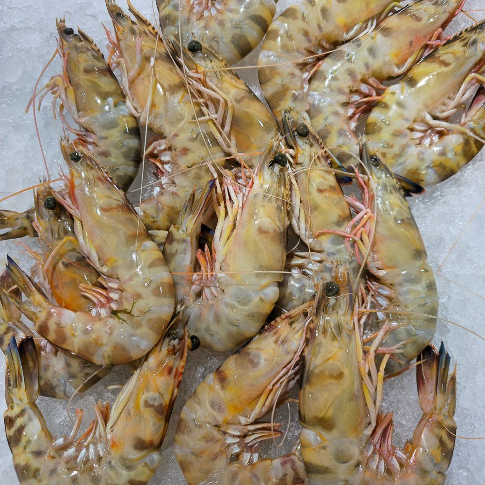 Fruits de Mer, Coquillages.