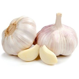 Garlic