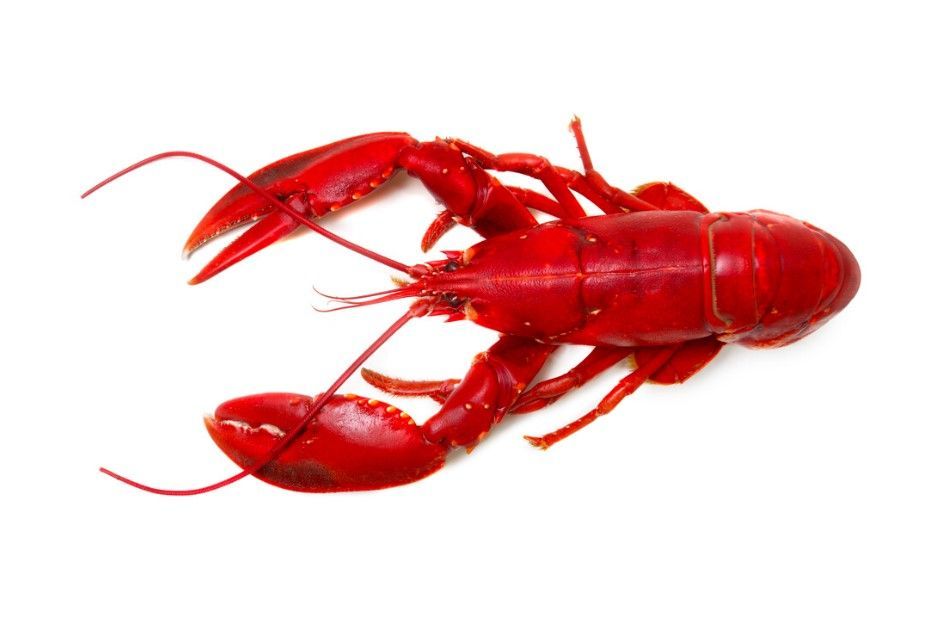 Fruits de Mer, Coquillages.