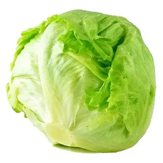 Salade Iceberg x10