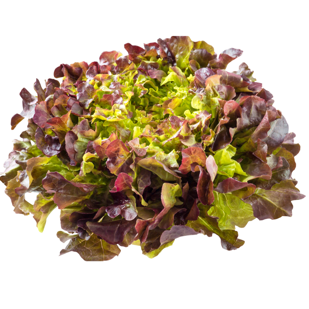 salades frisées rouge fraîche et la croquante