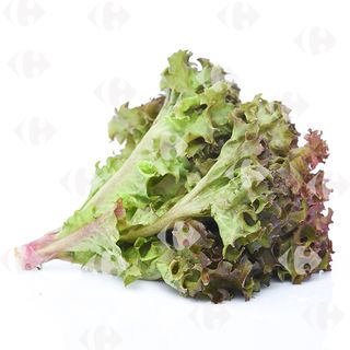 Salade Feuille de Chêne Verte à la Pièce