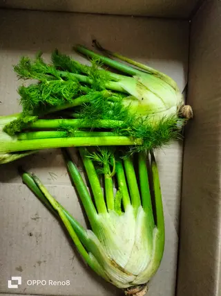 Fennel
