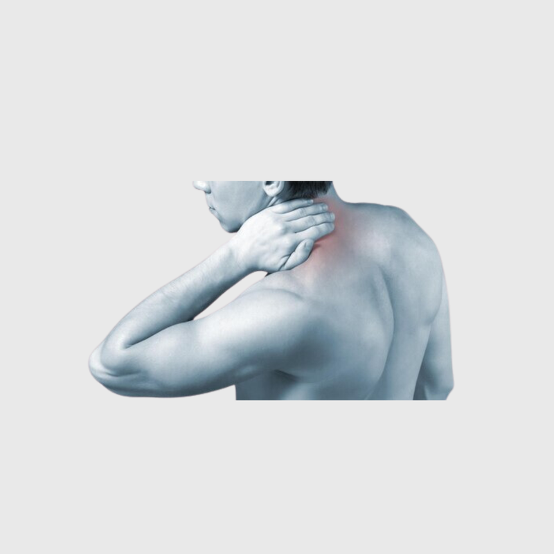 Muscle et articulations