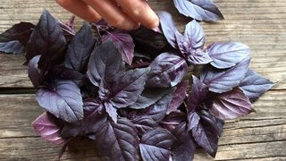 რეჰანი/red Basil