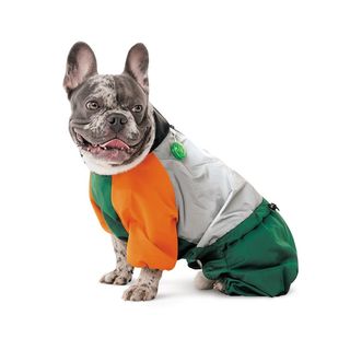 Дощовик Marlie S2 такса для собак